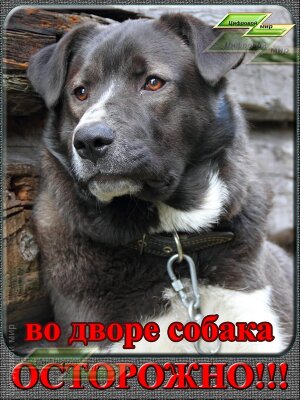 Во дворе собака, осторожно!