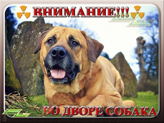 Во дворе собака!