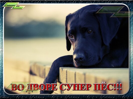 Во дворе супер пес!